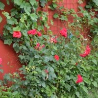 Ferienhaus Ausblick-Greetsiel